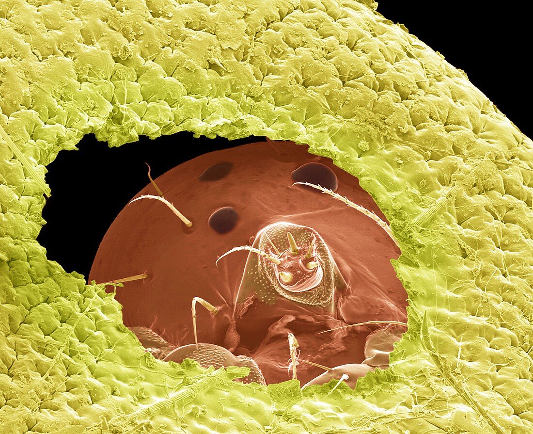 Caterpillar,SEM