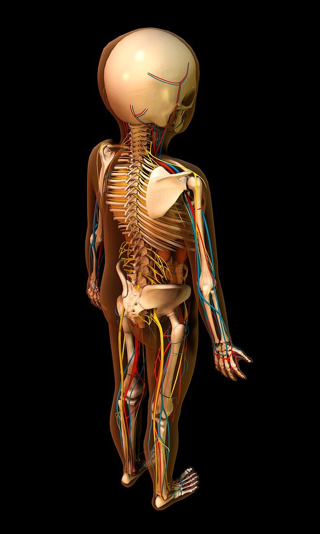 Internal anatomy of a child,artwork