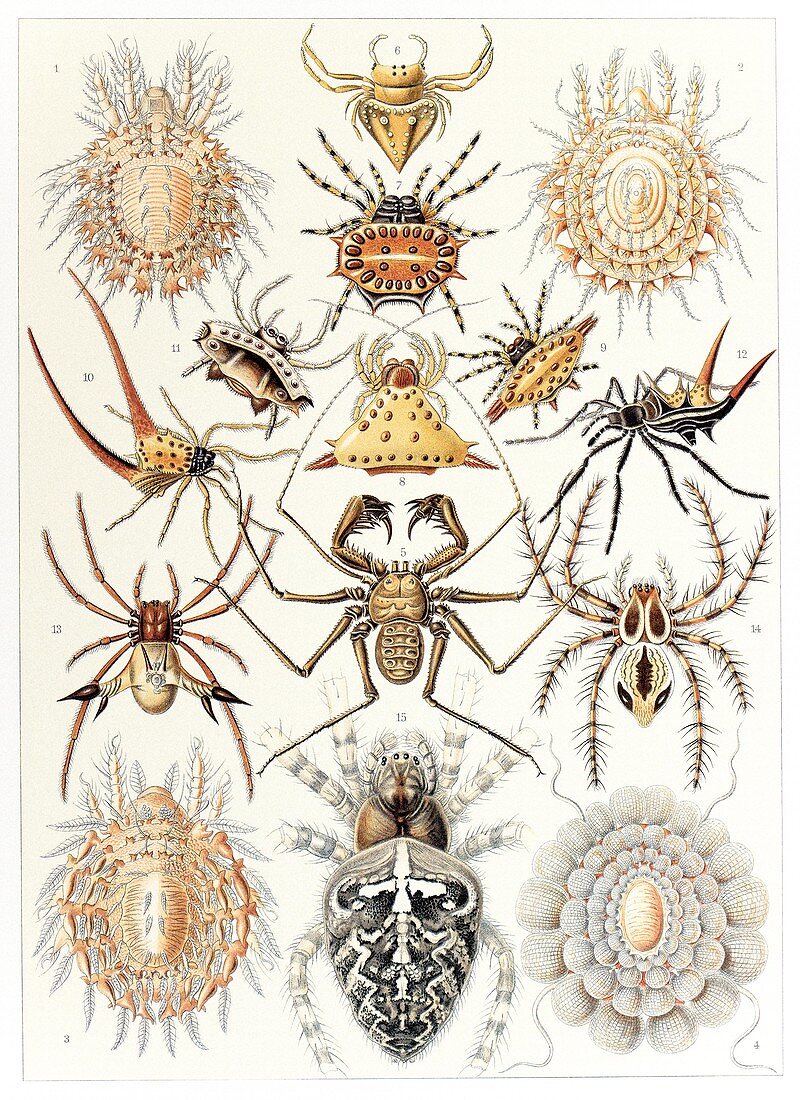 Arachnid organisms,artwork