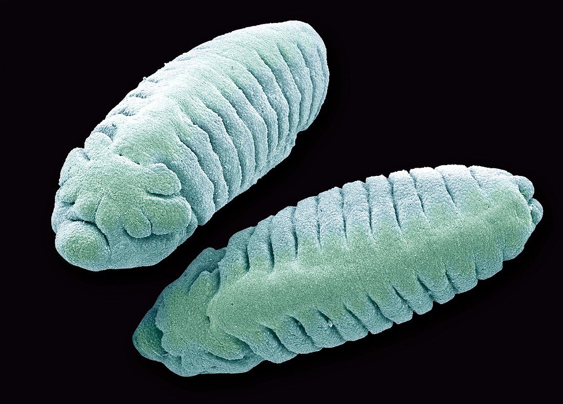 Fruit fly larvae,SEM