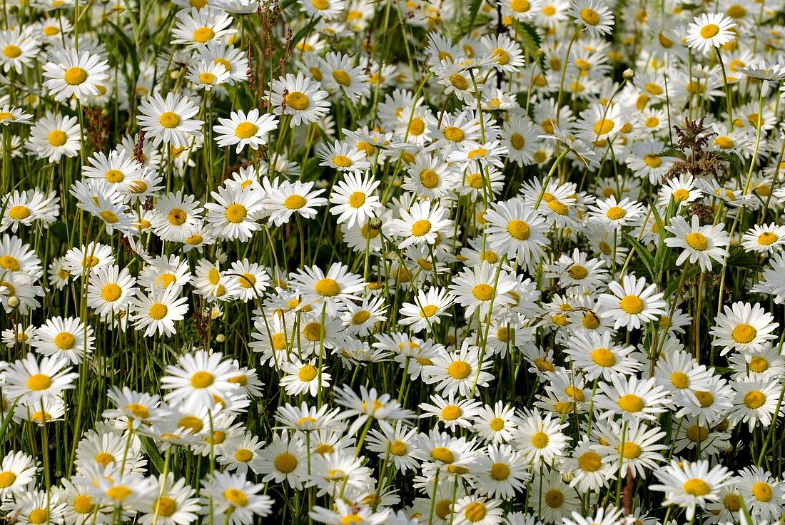 Ox-eye daisies (Leucanthemum vulgare)