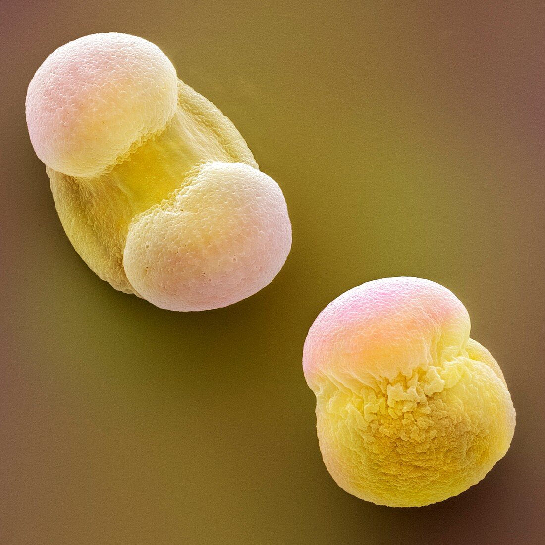 Scots pine pollen,SEM