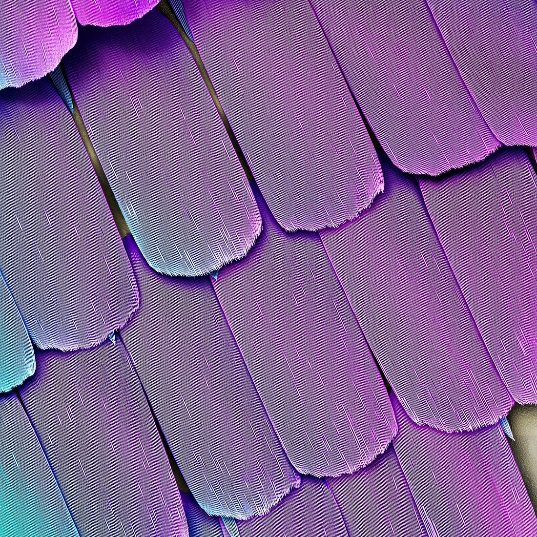 Butterfly wing scales