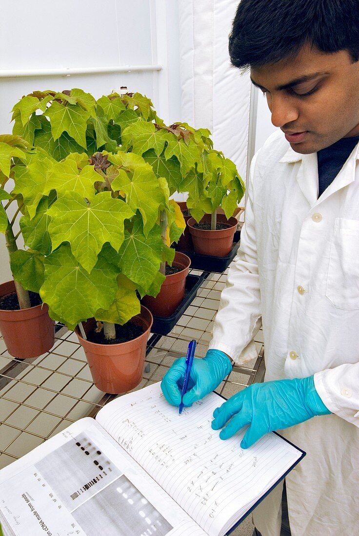 Jatropha plant research