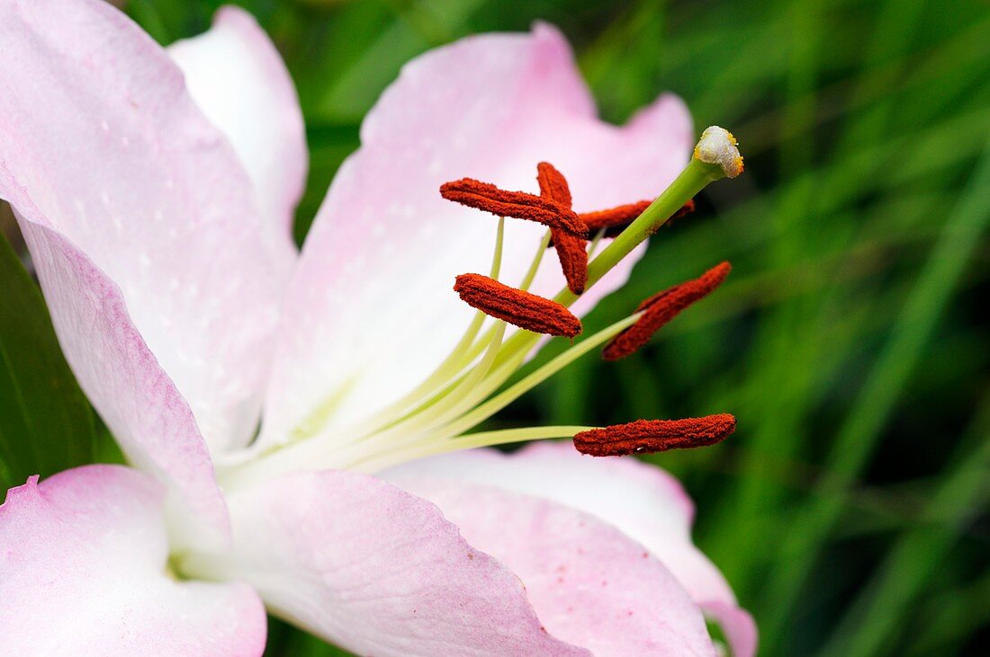 Lily (Lilium 'Willeke Alberti')