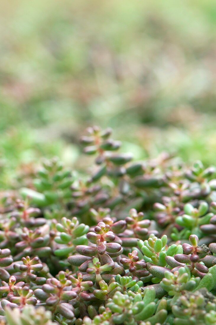 Green roof