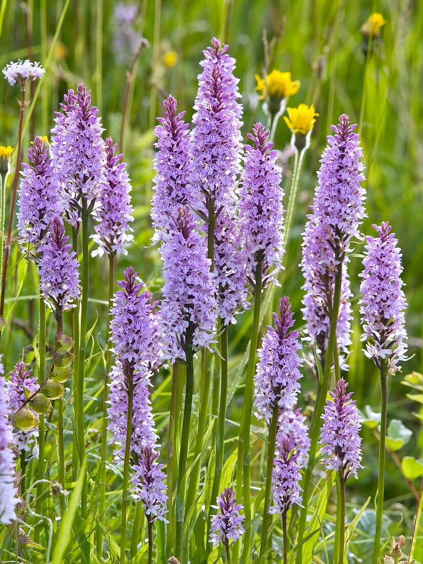 Common spotted orchid (Dactylorhiza sp.)