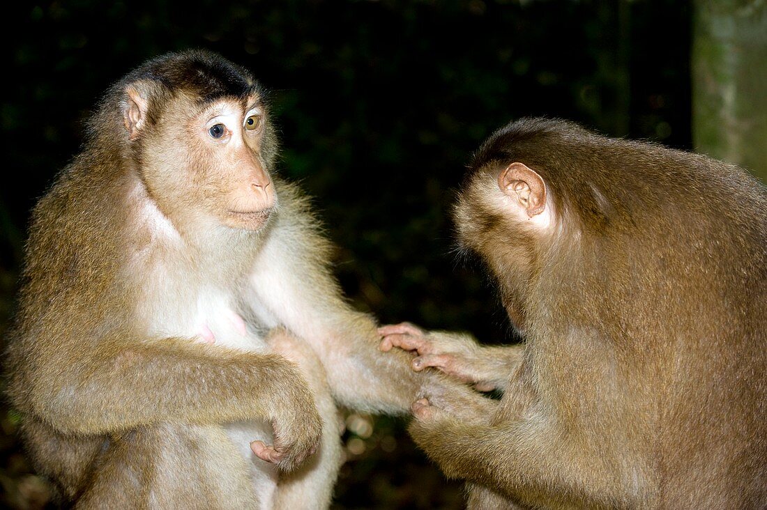 Southern pig-tailed macaques