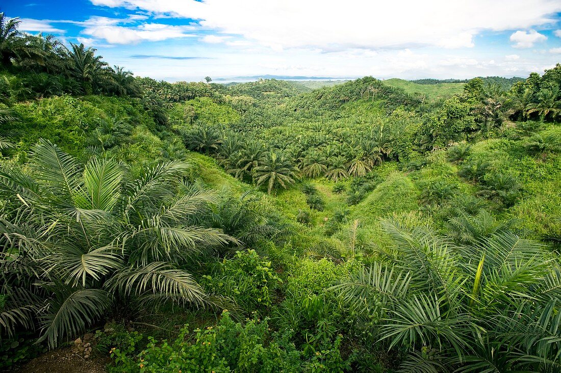 Oil palm plantation,Malaysia