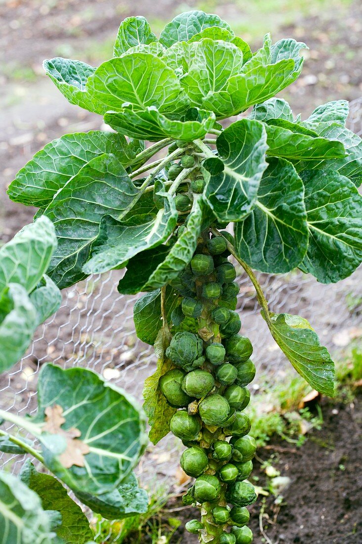 Brussel sprout plant