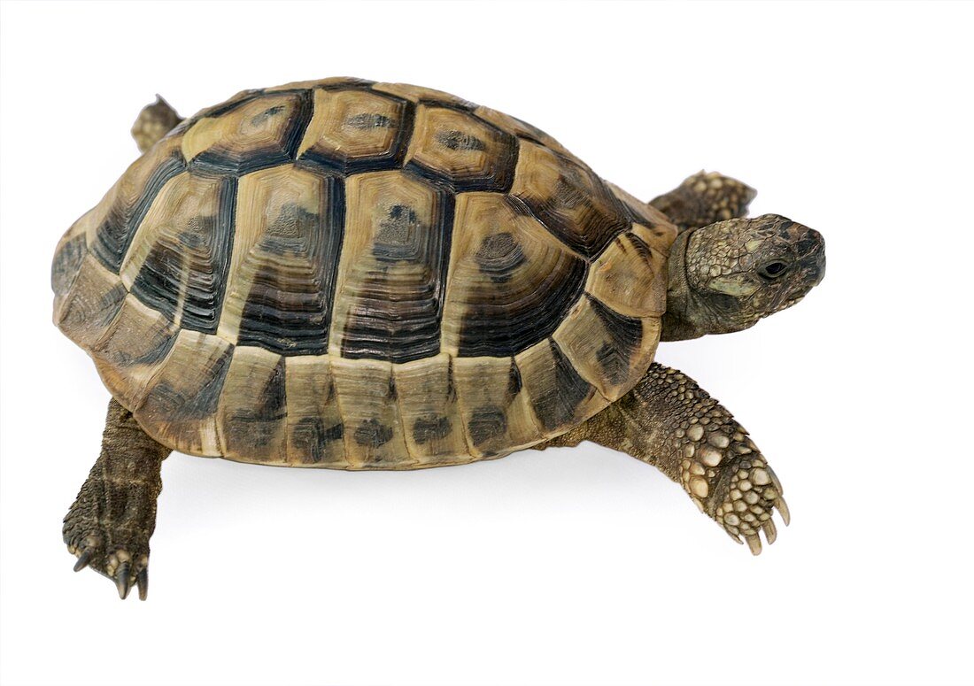 Hermann's tortoise