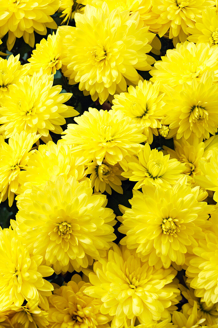 Chrysanthemum 'Mermaid Yellow'