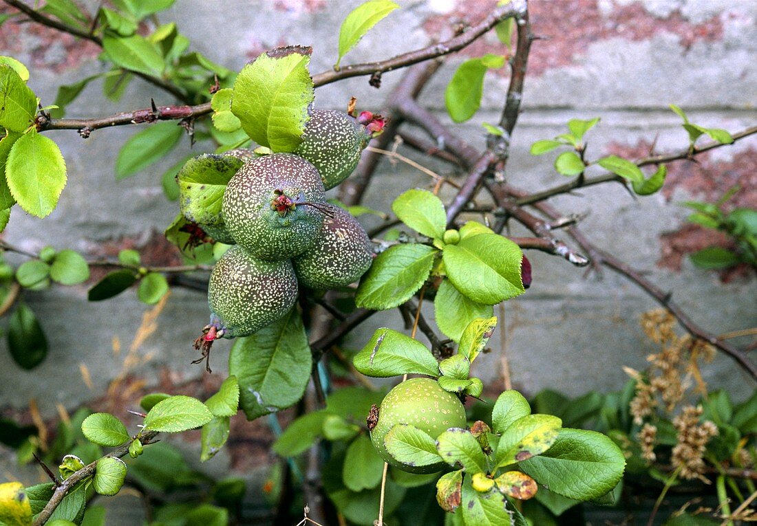Figs (Ficus carica 'Brown Turkey')