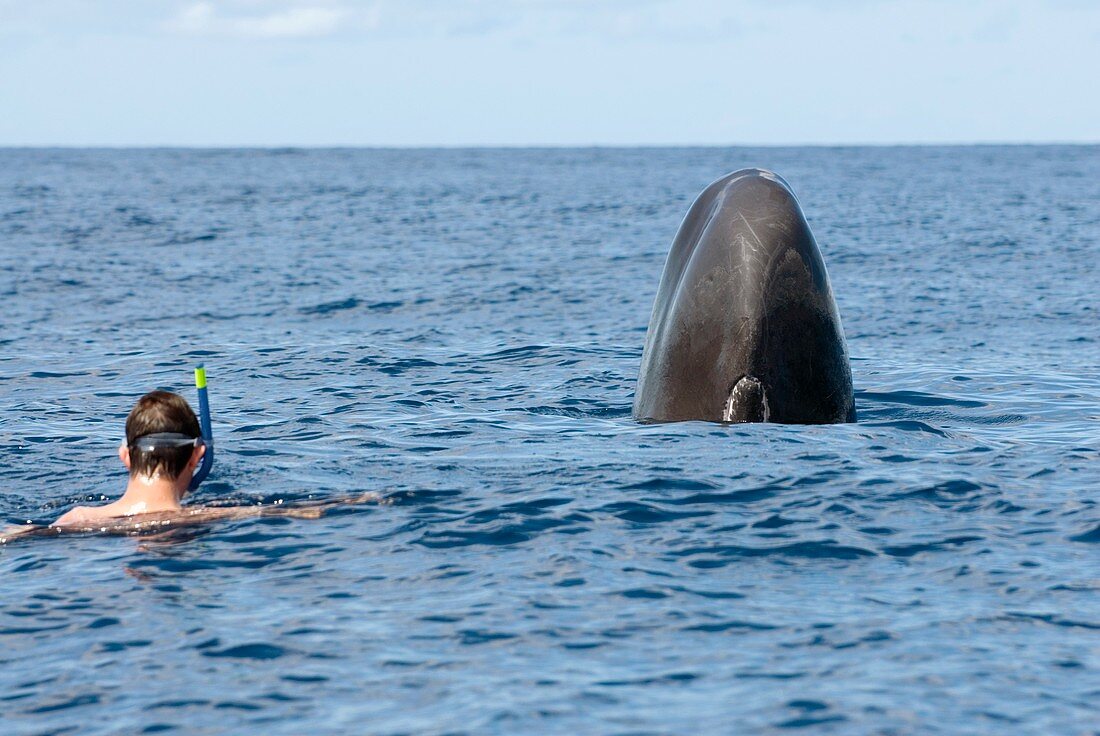 Sperm whale and snorkeller
