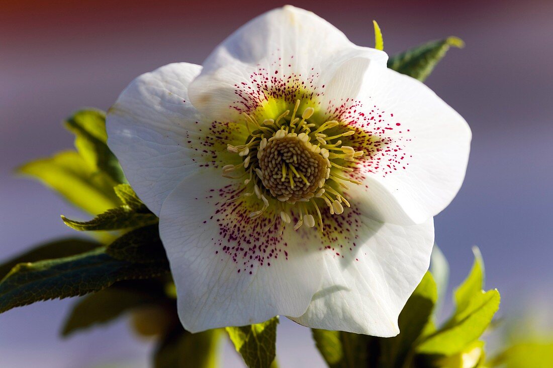 Spotted white hellebore hybrid flower