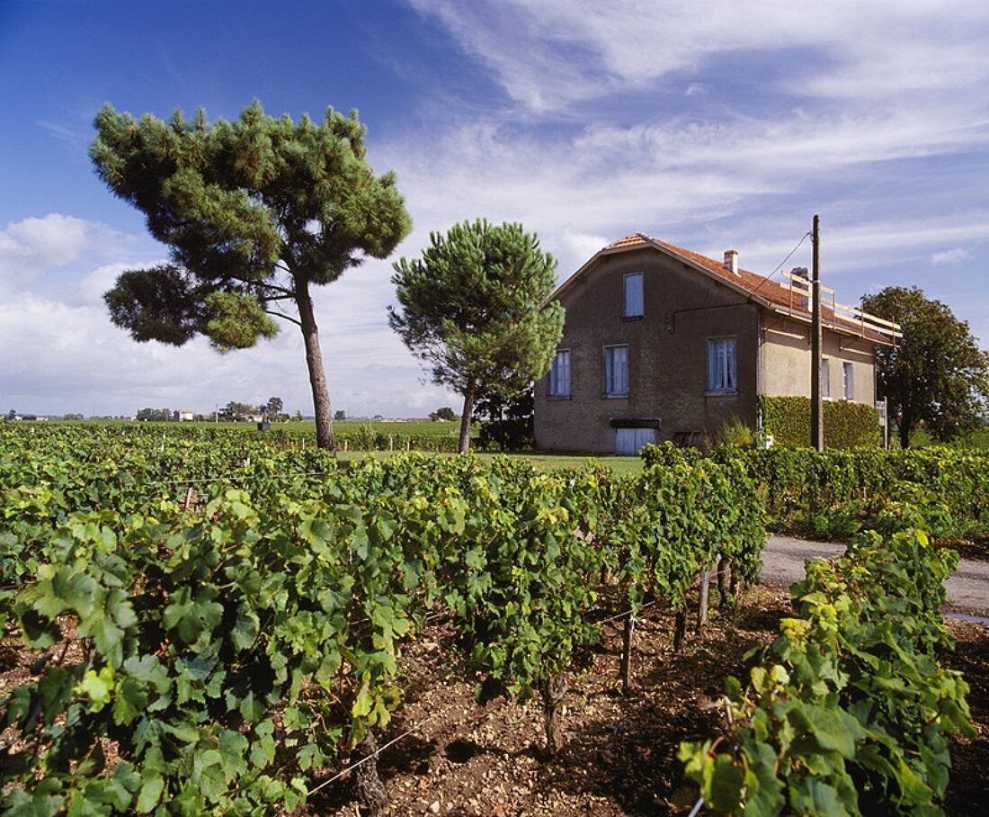 Unscheinbar,aber hochklassig: Château le Pin,Pomerol,Bordeaux