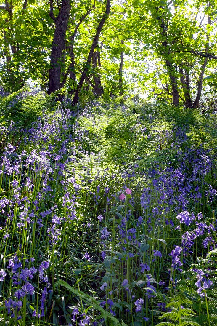 Bluebell wood