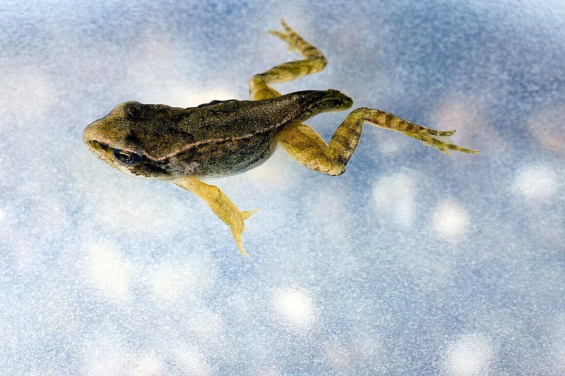 Young frog at 12 weeks