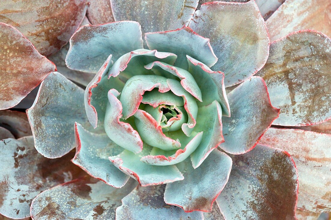 Echeveria 'Afterglow'