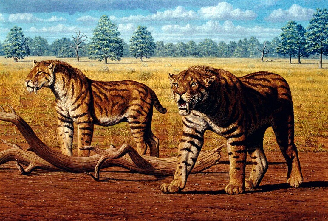 Sabre-toothed cats,artwork