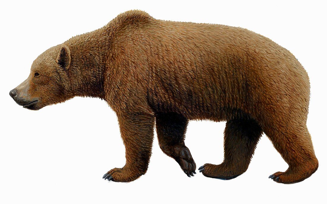 Prehistoric cave bear,artwork