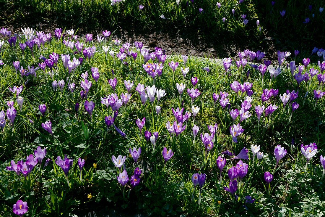 Spring crocus (Crocus vernus)