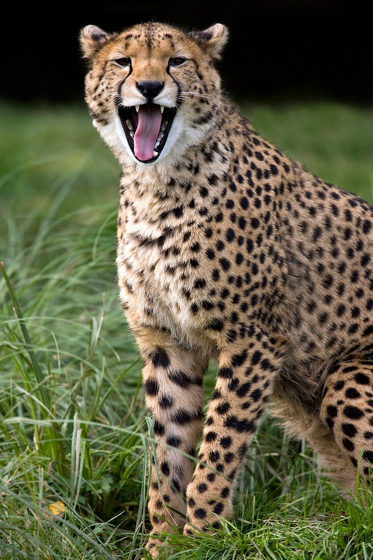 Cheetah yawning
