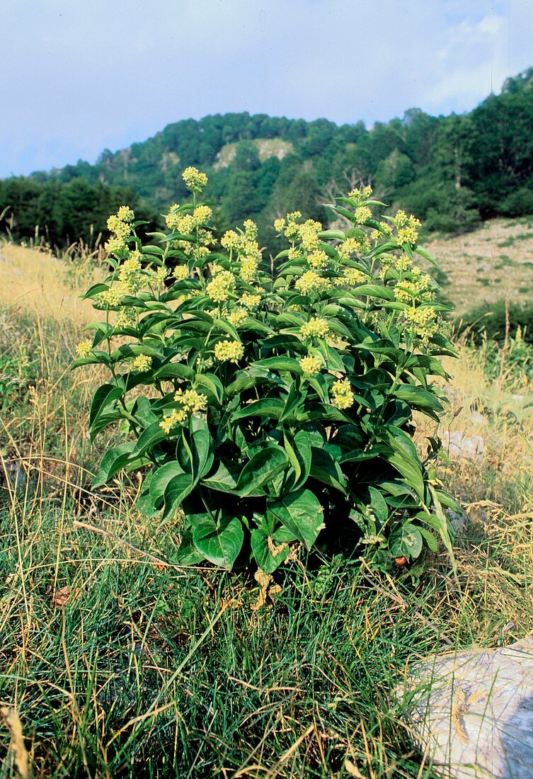 Swallow wort (Vincetoxicum hirundinaria)