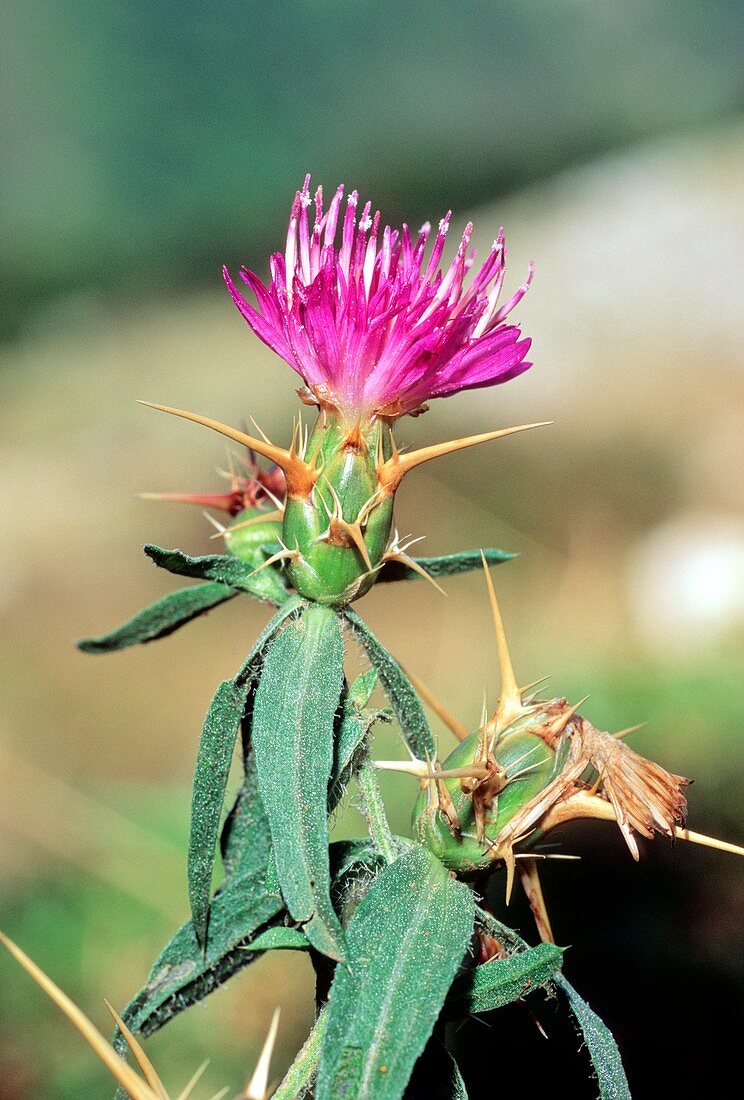 Star thistle (Centaurea calcitrapa)