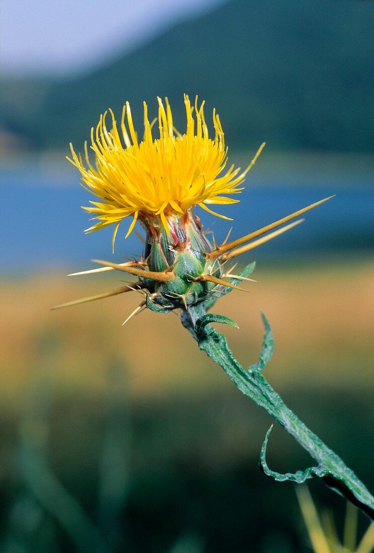 Centaurea solstitialis