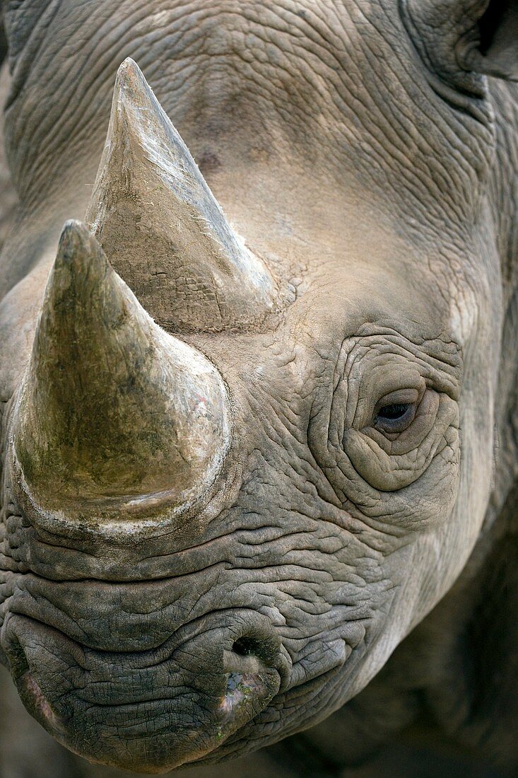 Black rhinoceros