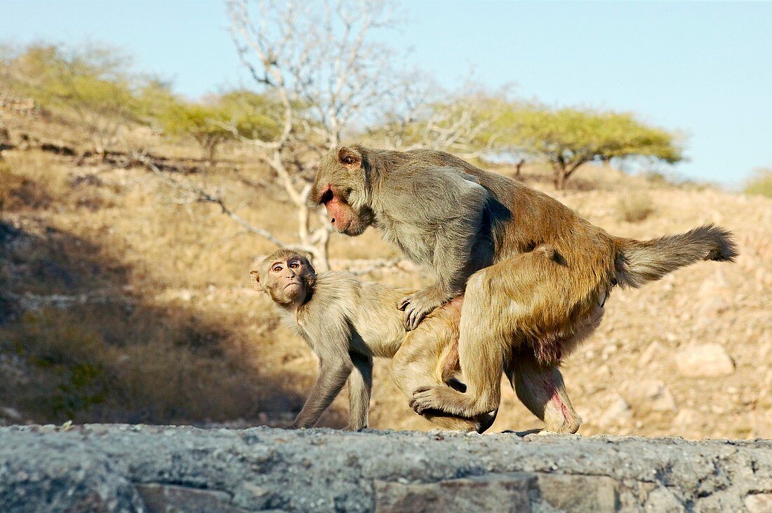 Macaque monkeys mating