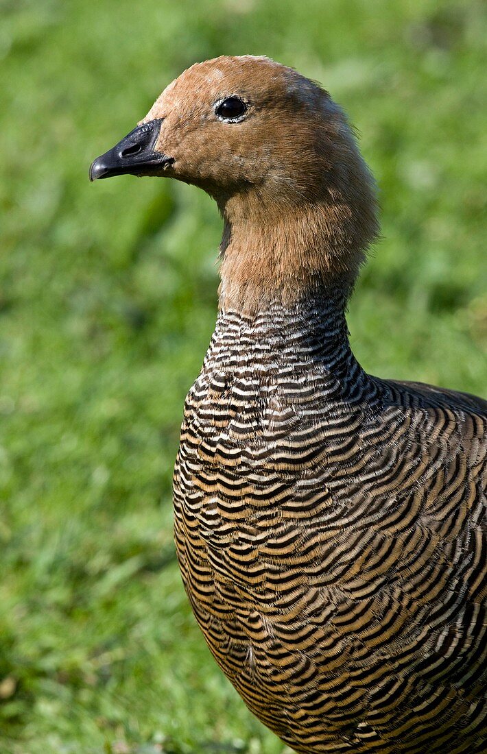 Ruddy-headed goose