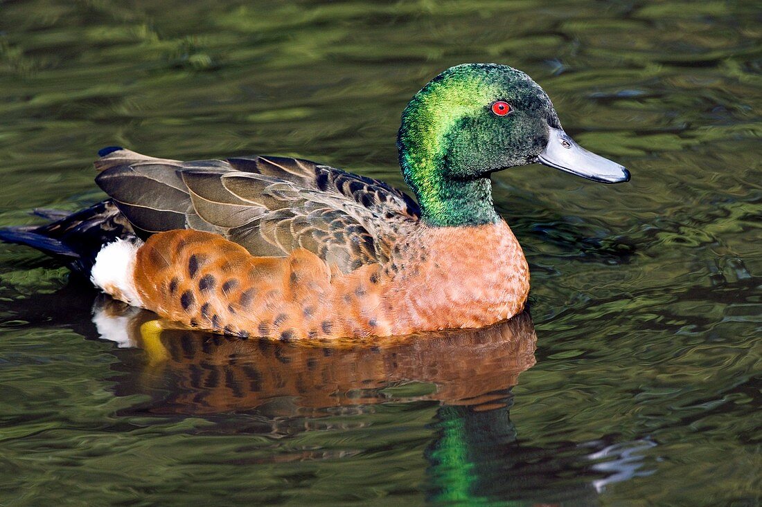 Male chestnut teal