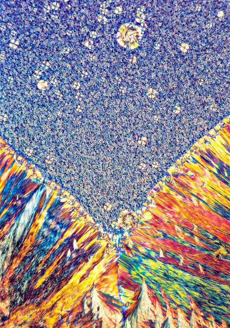 Vitamin B1 crystals,light micrograph