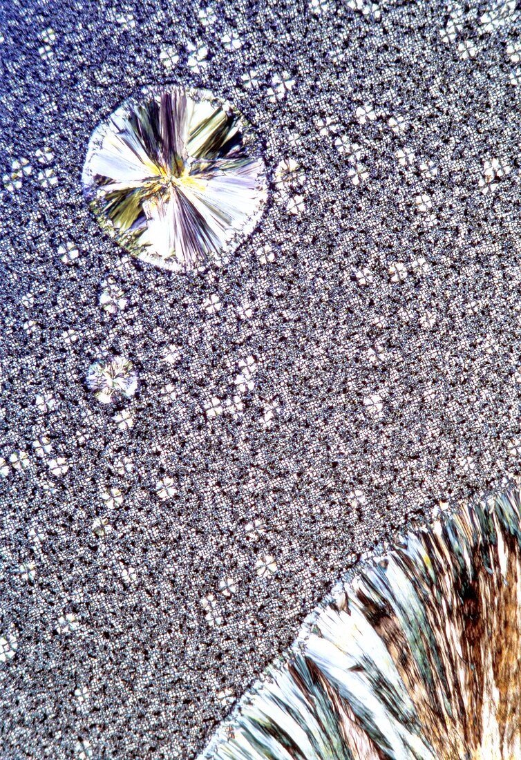 Vitamin B1 crystals,light micrograph