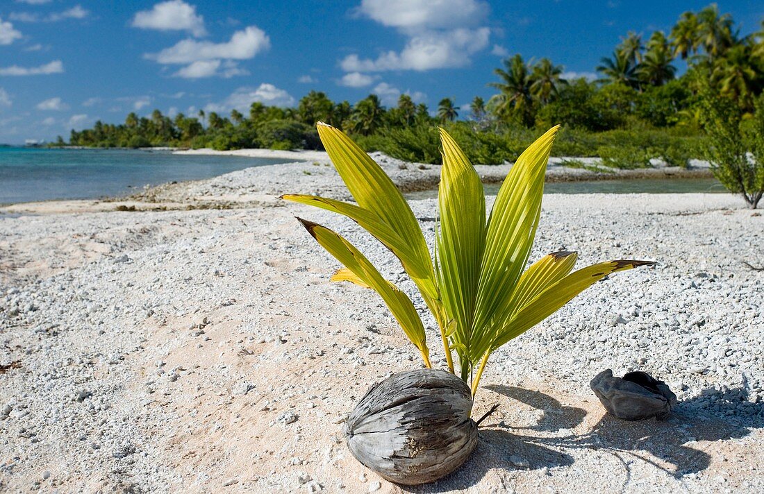 Sprouting coconut on a beach