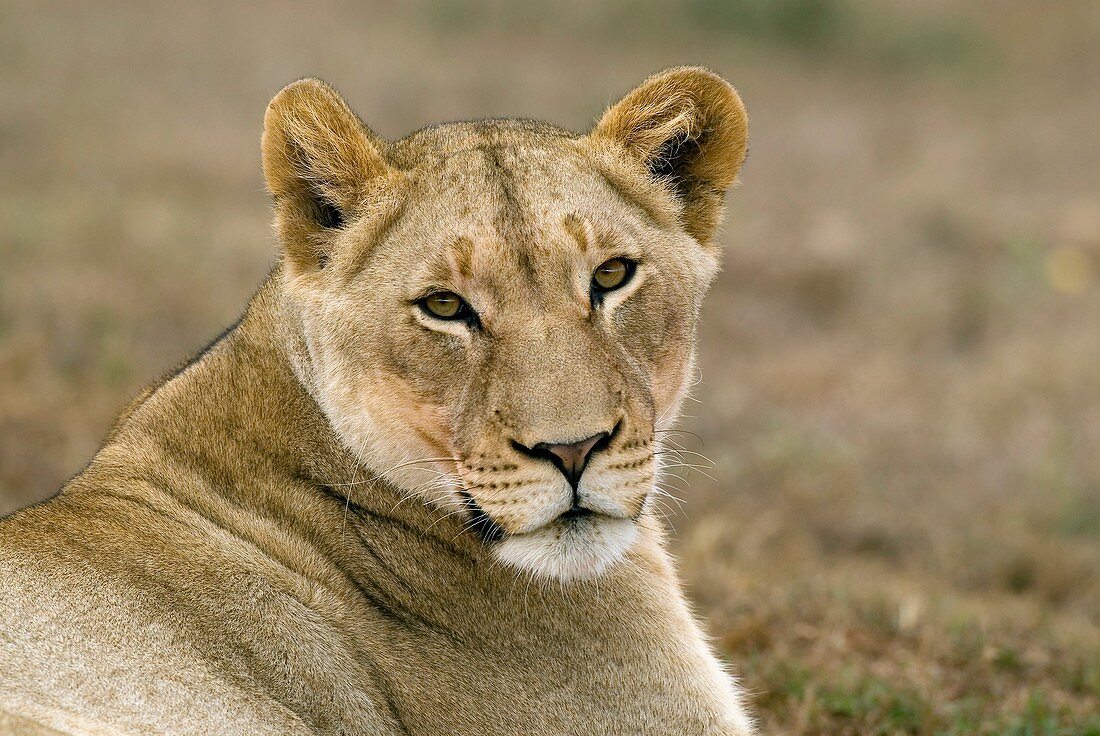 Lioness