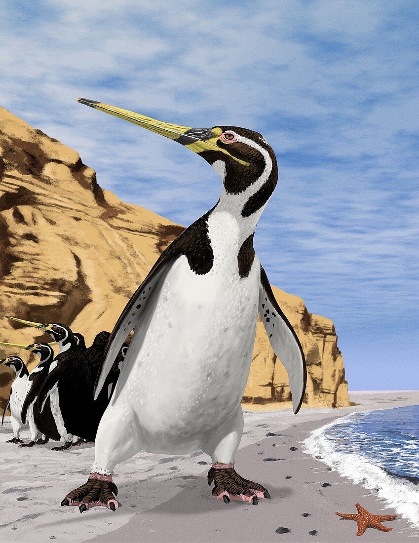 Giant extinct penguin,artwork