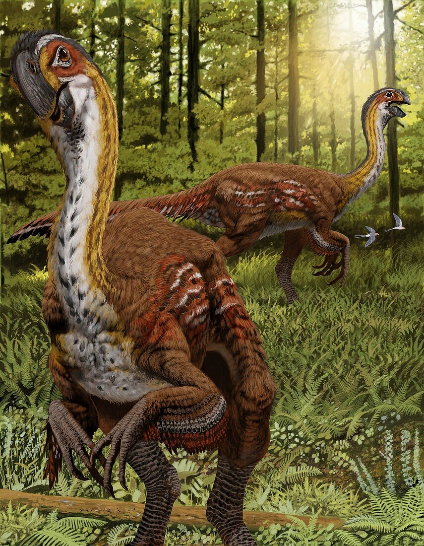 Gigantoraptor,artwork