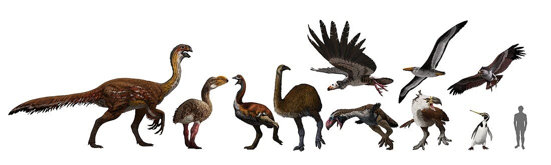 Extinct birds,artwork