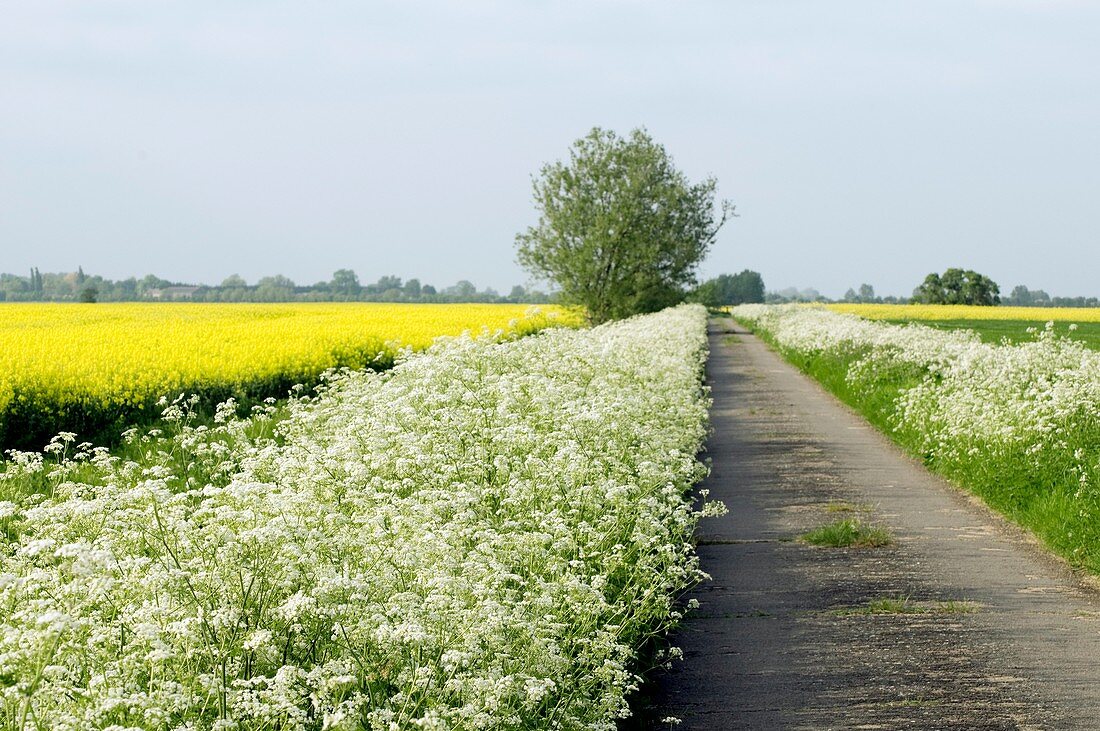 Cow parsley (Anthriscus sylvestris)