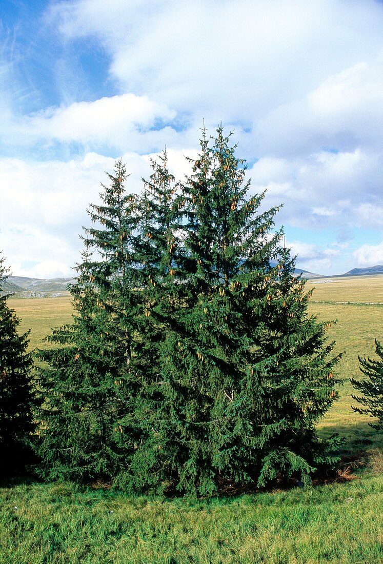 European spruce (Picea excelsa) trees