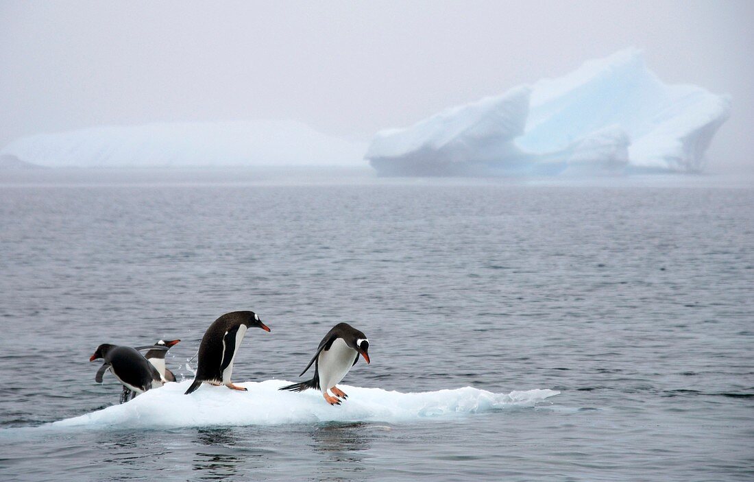 Gentoo penguins on an iceberg