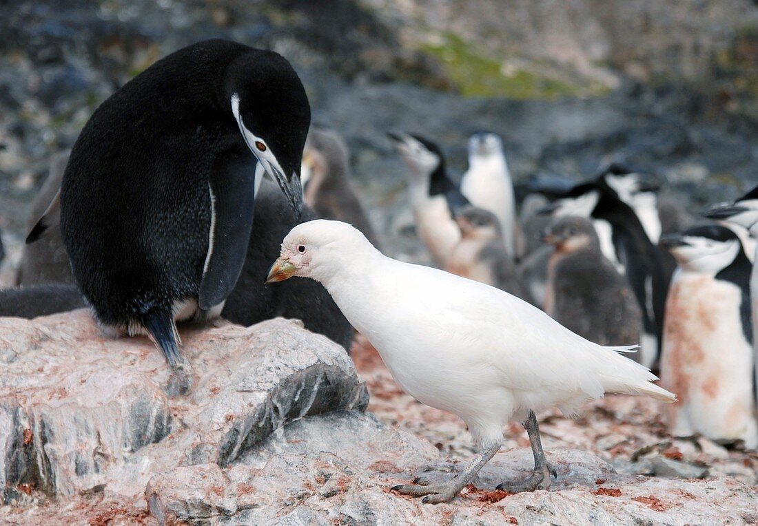 Chinstrap penguin