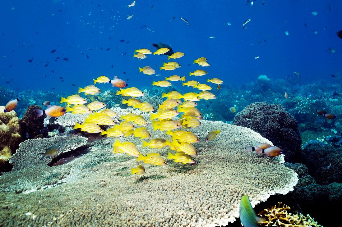 Golden lined snappers over coral