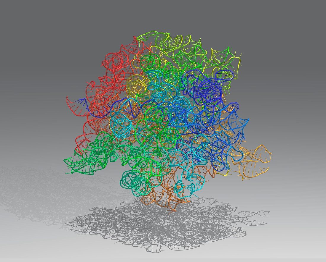 Ribosomal subunit,molecular model