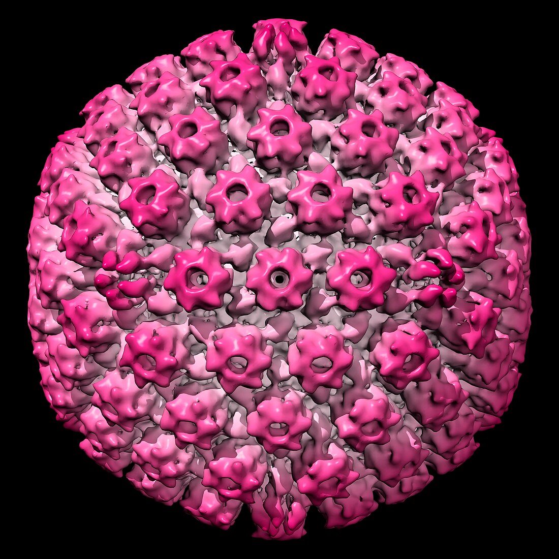 Herpes simplex virus,computer model