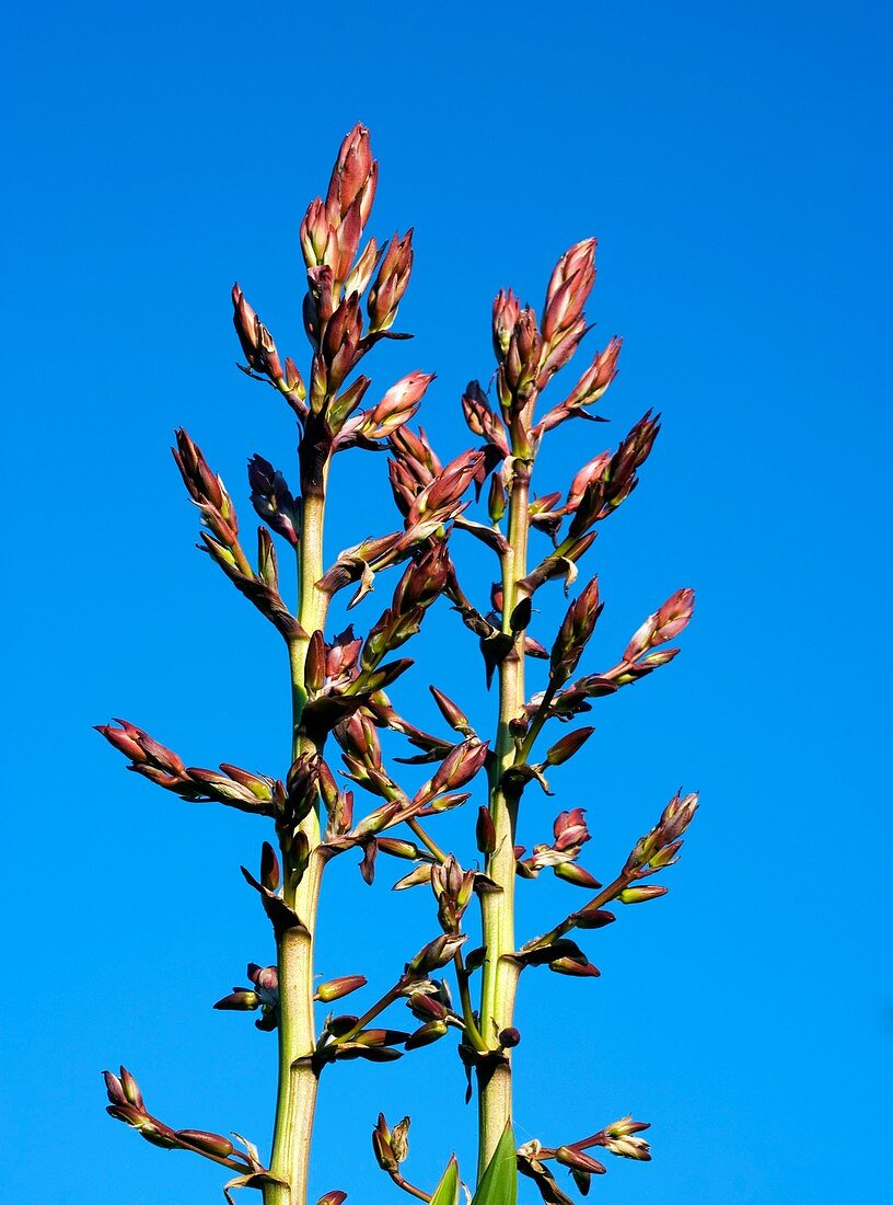 Unopened Yucca flower buds