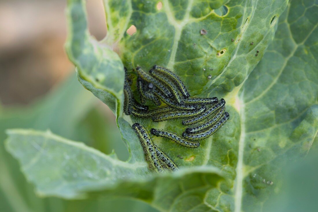 Cabbage white caterpillars on brassica
